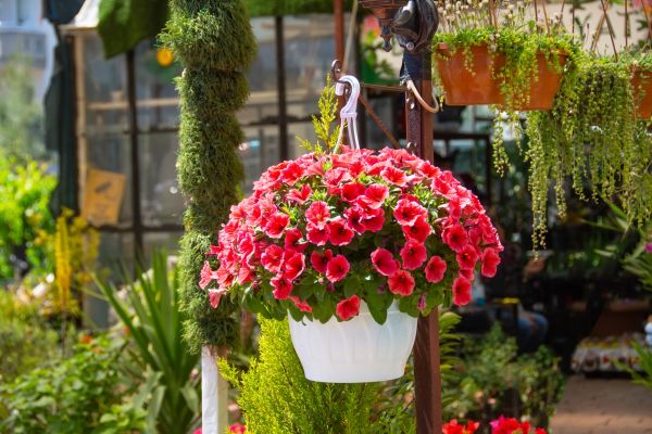Hanging Planter Installation in Lilburn