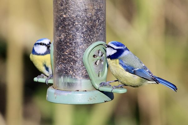 Bird Feeder Mounting Service in Lilburn