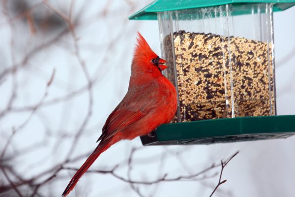 Bird Feeder Hanging in Lilburn